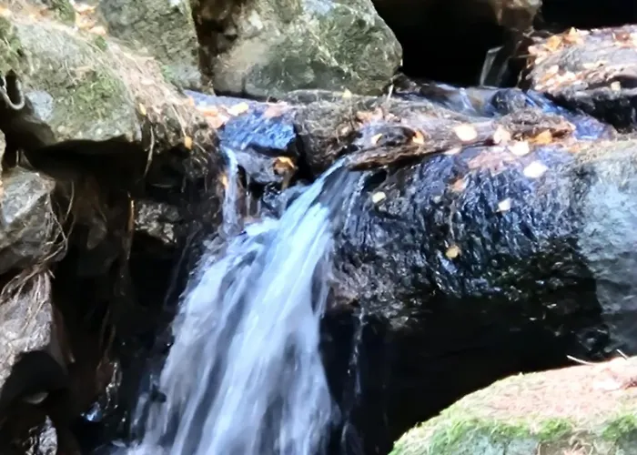 Am Wald Mit Garten Appartement